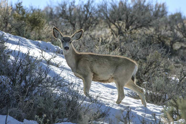 Cerf dans la neige