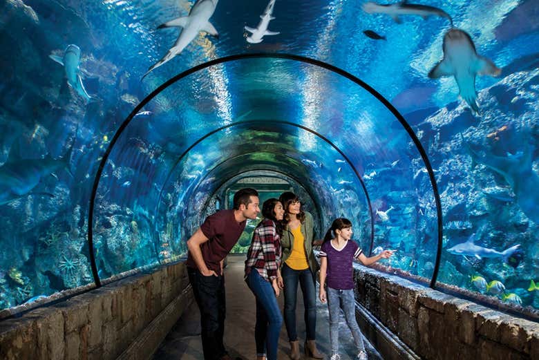 Cruzad el espectacular túnel submarino del Shark Reef