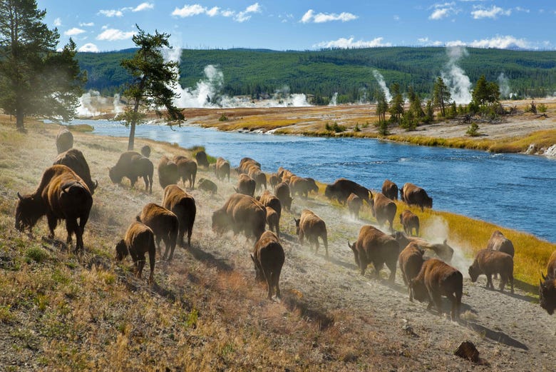 Herd of bison in Yellowstone