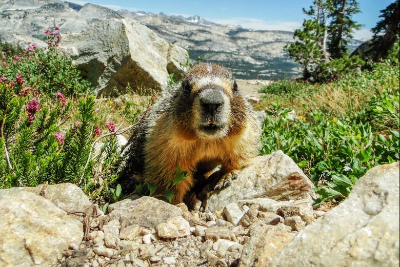 Una marmotta del parco di Yosemite