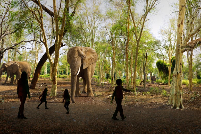 Children looking at elephants