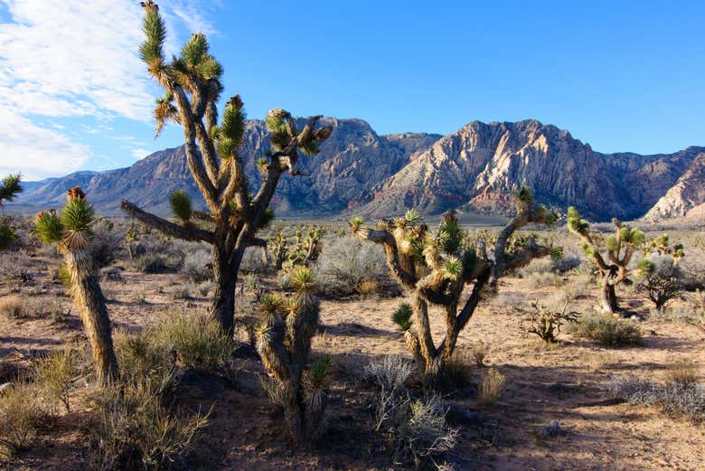 Plantes dans le paysage aride du Red Rock Canyon