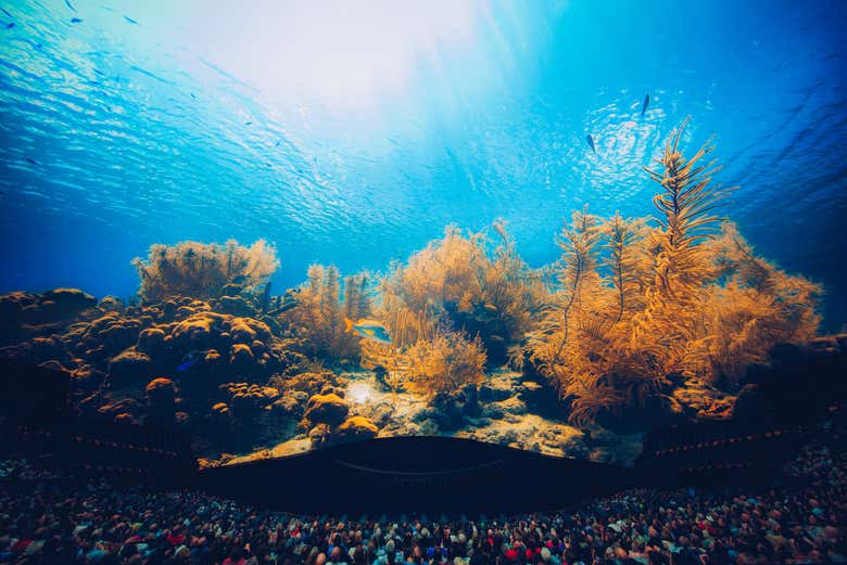 Viendo el océano en la exposición Postcard from Earth