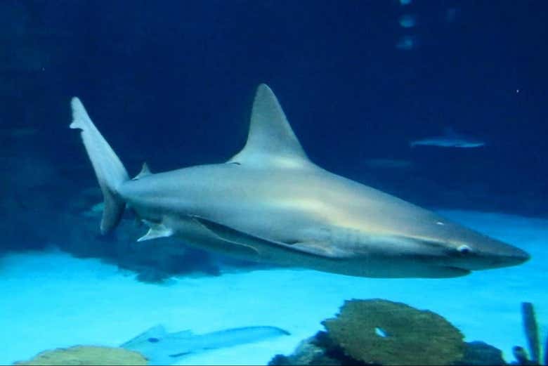 Admirad a los imponentes tiburones en su hábitat acuático