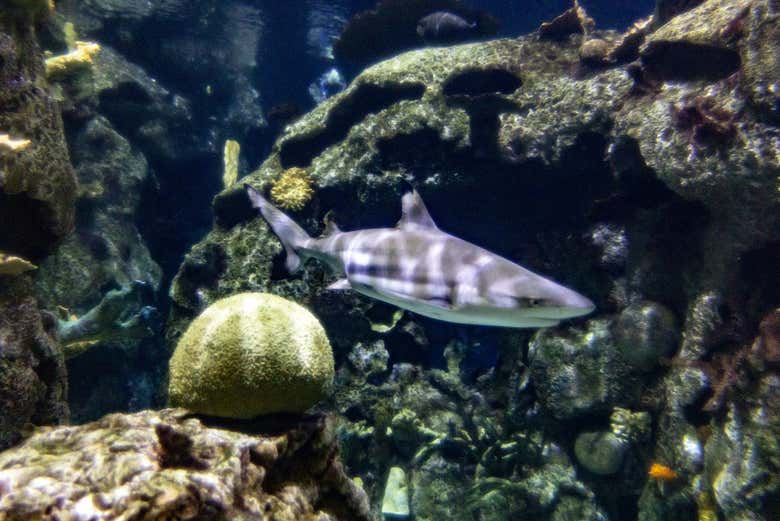 Distintas variedades de peces y pequeños escualos