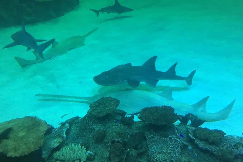 Observad el nado de tiburones y mantarrayas desde cerca