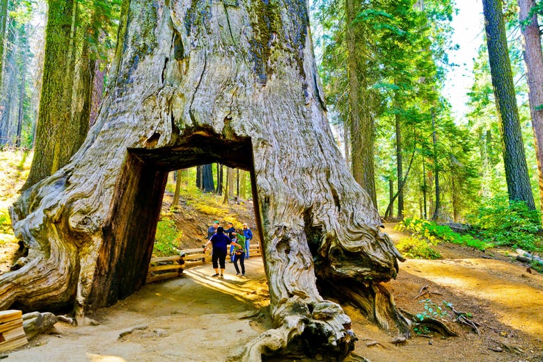 Tunnel dans un arbre