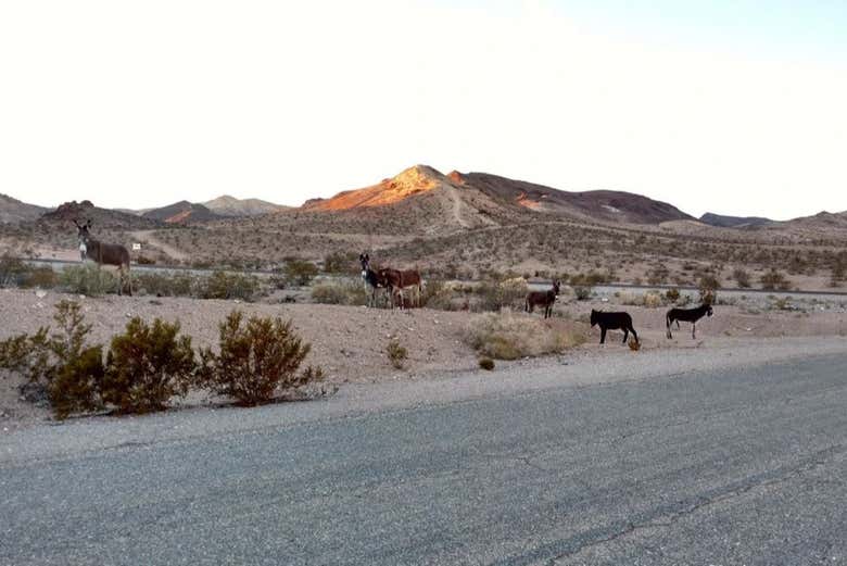 Immerse yourself in the desert wilderness