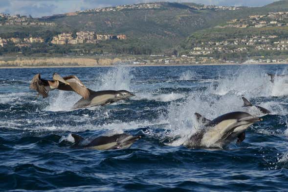 Avistamiento de ballenas y delfines en Newport Beach