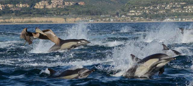 Avistamiento de ballenas y delfines en Newport Beach