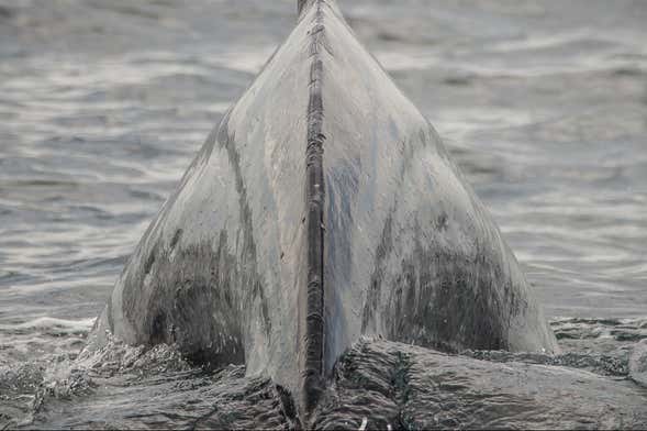 Avistamiento de ballenas en Los Ángeles