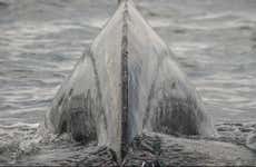 Los Angeles Whale Watching