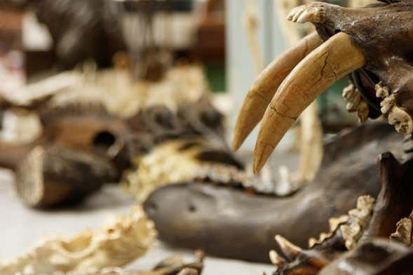 Entrada al Rancho La Brea y su museo