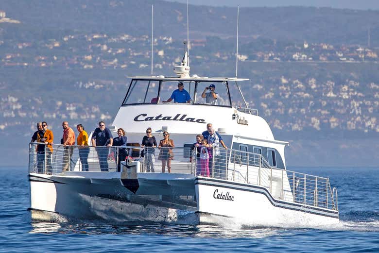 El avistamiento de delfines en un catamarán de lujo