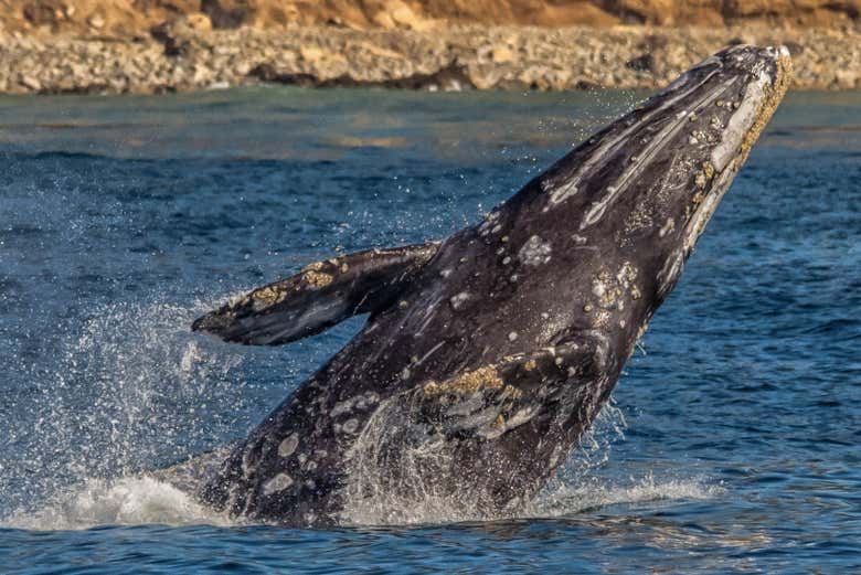 Una enorme ballena gris saliendo del agua