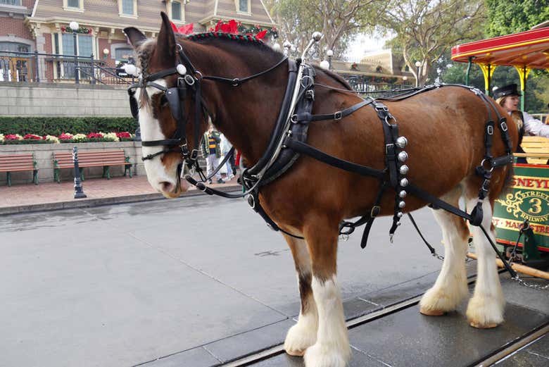 Horses around Disneyland