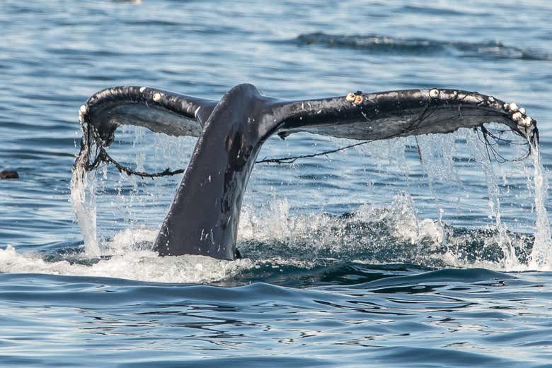 ¡Veremos ballenas en su hábitat natural!