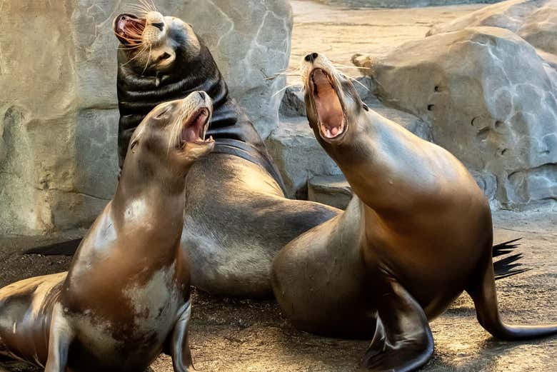 Hang out with the sea lions