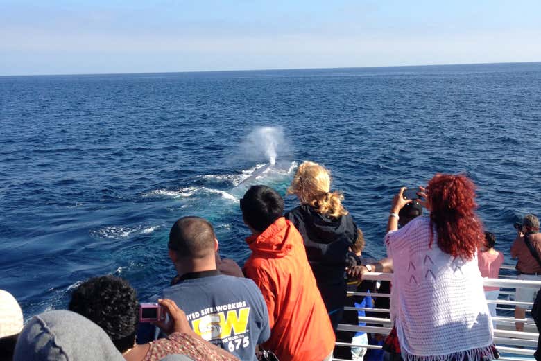 Disfrutando del avistamiento de ballenas