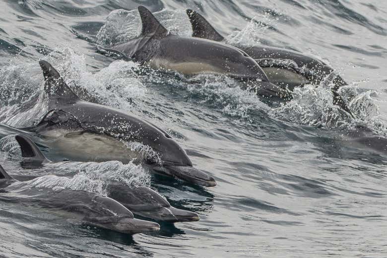 También veremos numerosos delfines