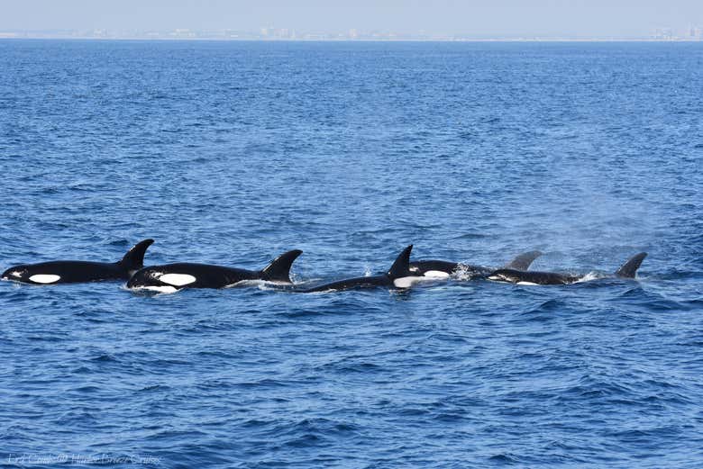 Un grupo de orcas en el Pacífico