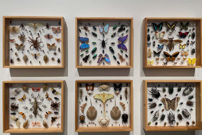 Veréis insectos de lo más sorprendentes