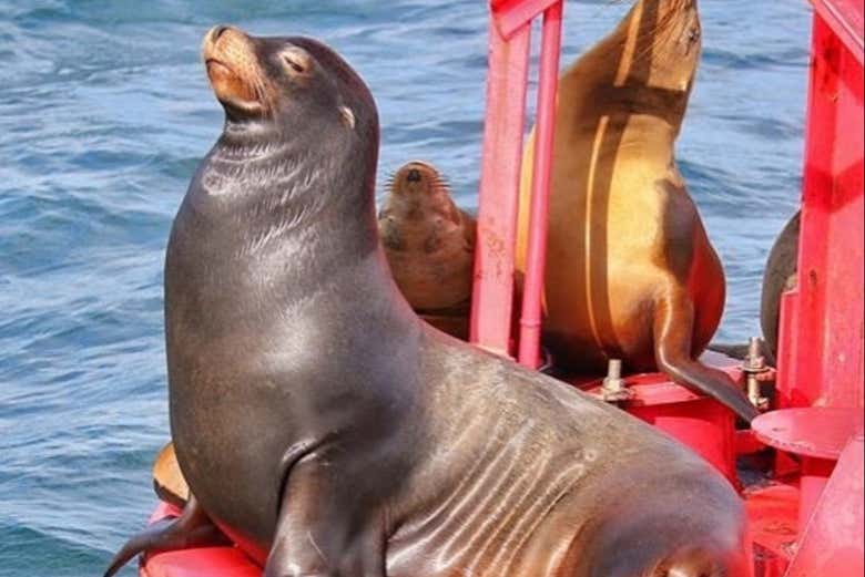 Un león marino tomando el sol en el puerto de Los Ángeles