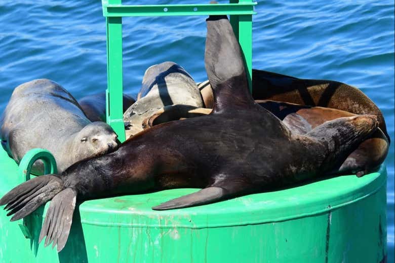 Leões-marinhos em Los Angeles