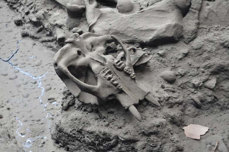 Una calavera en el yacimiento de La Brea