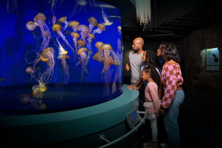 Watch the jelly fish from up close