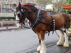 Horse at Disneyland California