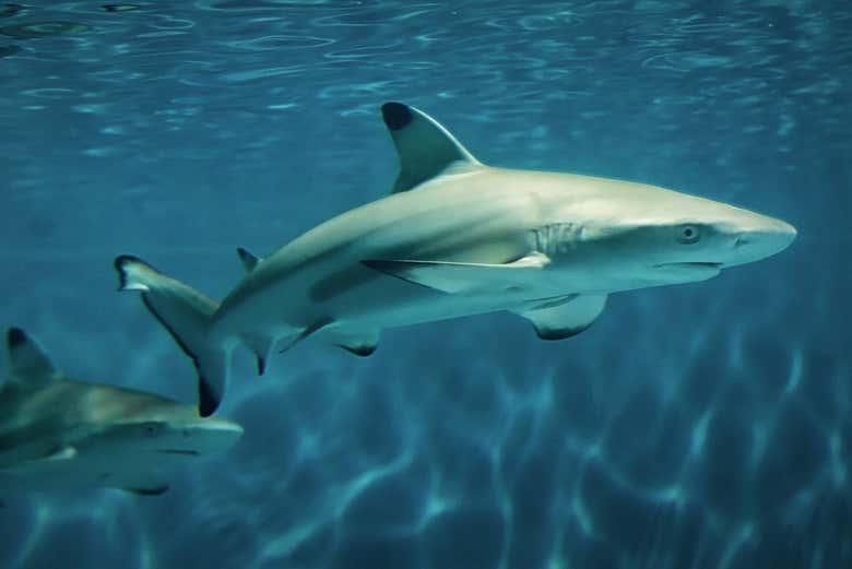 Get to see different species of sharks