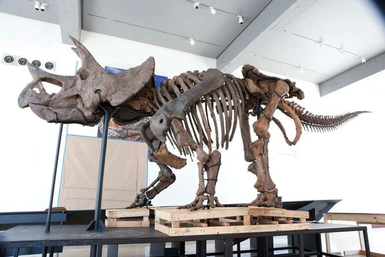 Un esqueleto de un triceratops