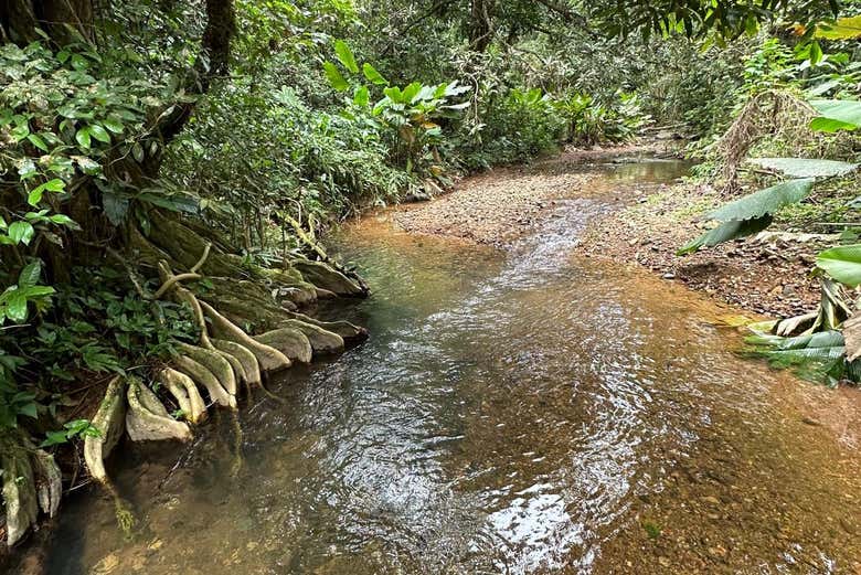 Uno de los ríos del Bosque Nacional El Yunque
