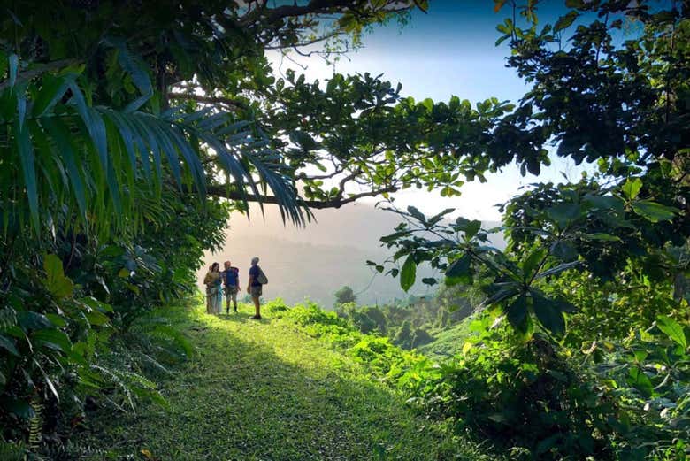 Nos adentraremos en la selva de Puerto Rico