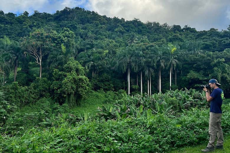 Fotografiando la selva de Puerto Rico