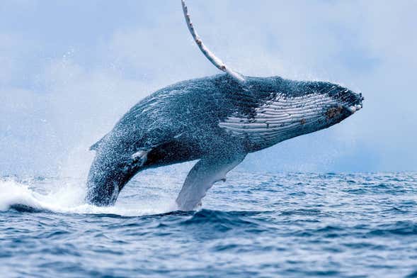 Whale Watching in Maui