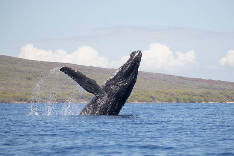 Una balena intenta a saltare