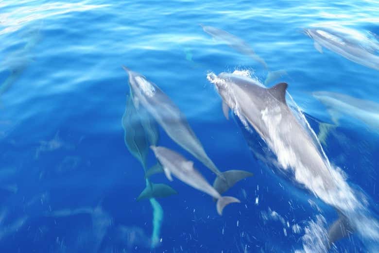 Riding the waves with dolphins!