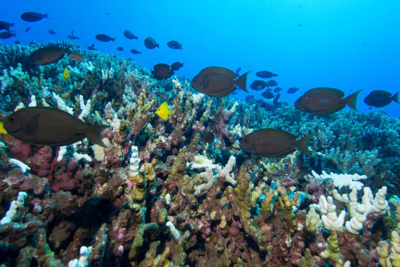 Get up close to coral reefs