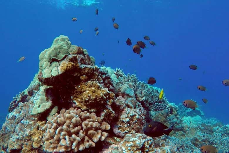 Admiring the North Pacific seabed