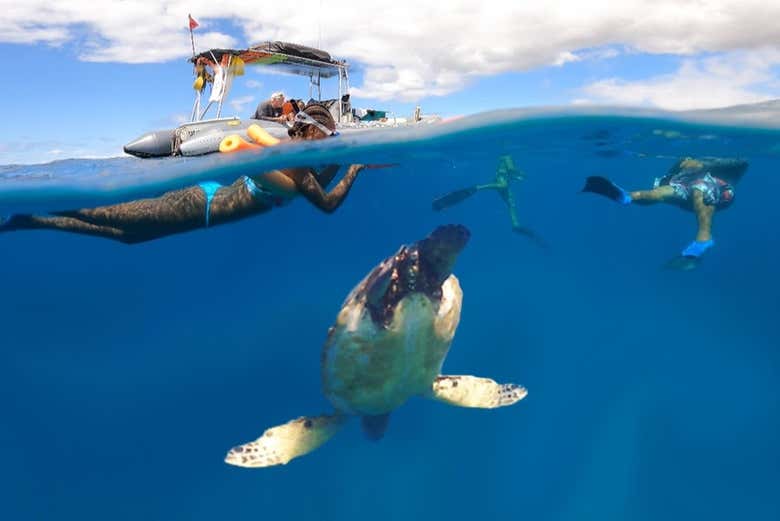 Swimming with sea turtles