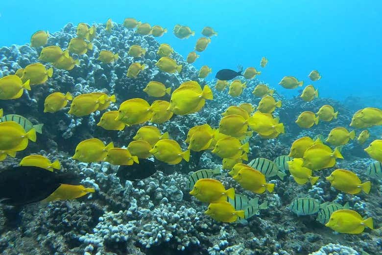 Enjoying Hawaiian marine life!