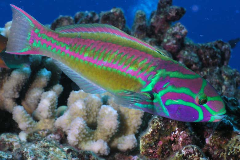 Admire the hundreds of species of fish
