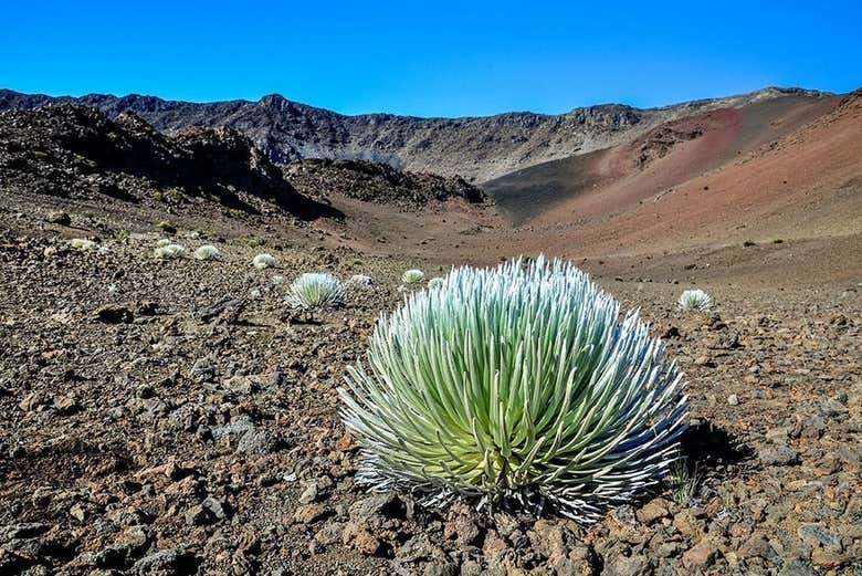 Végétation de Maui