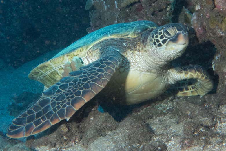 We might even spot turtles!
