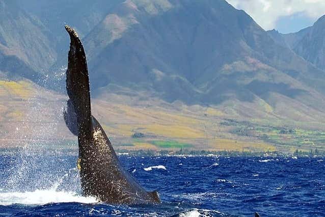 Avvistamento di balene a Maui