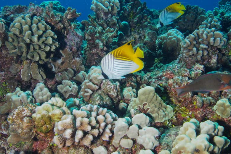 Dive to whole new depths