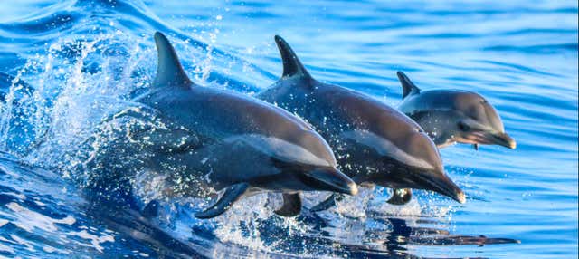 Snorkel y avistamiento de delfines en Lanai