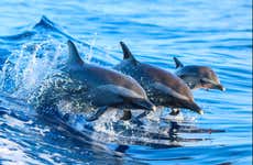 Snorkel y avistamiento de delfines en Lanai
